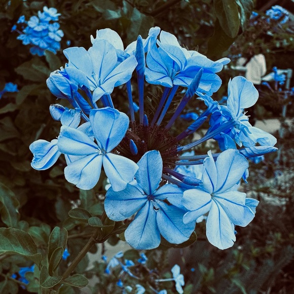 Meet your Posher, Andrew - Picture 1 of 1